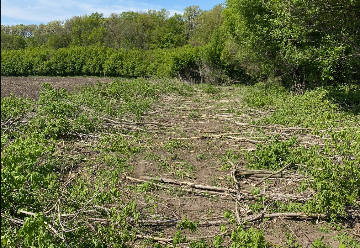 Cut Trees