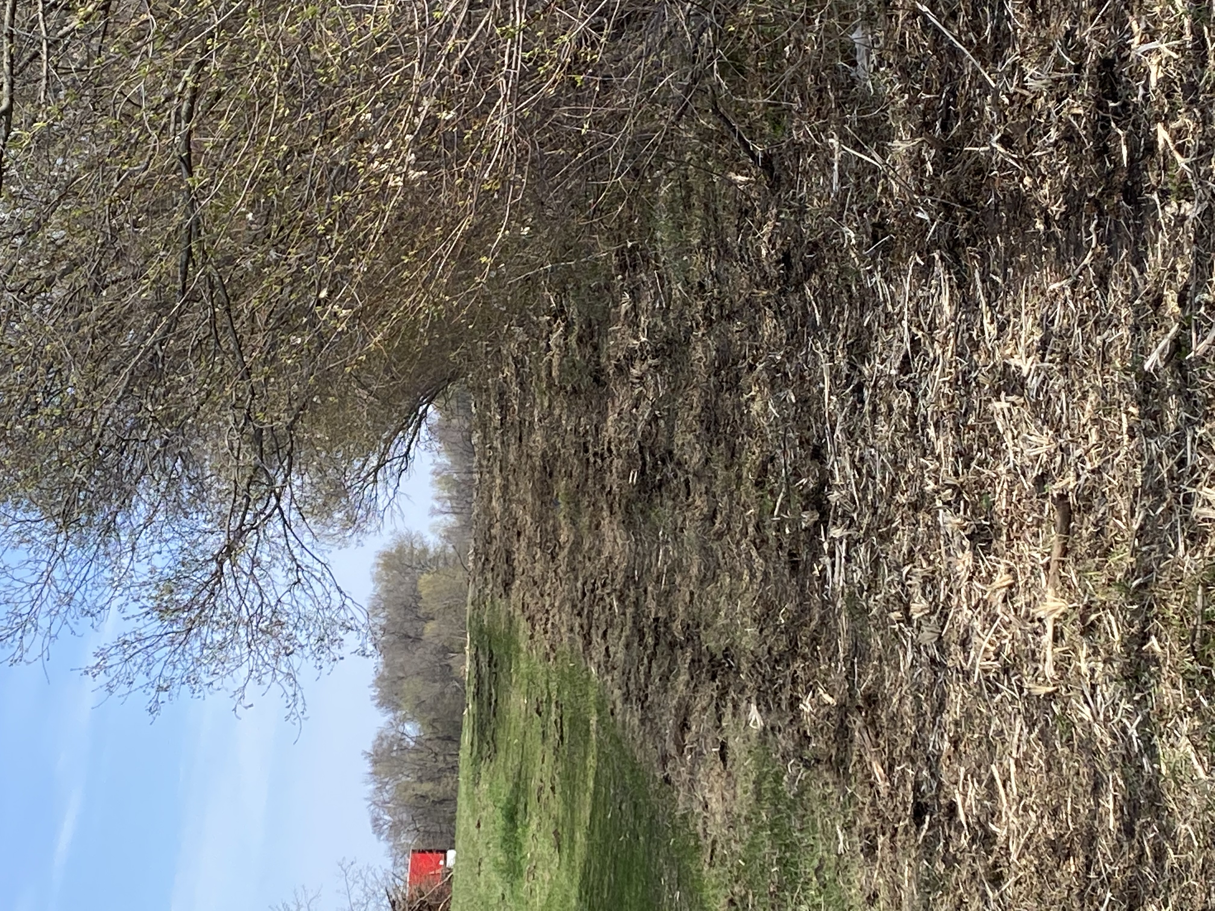 Mowing Before